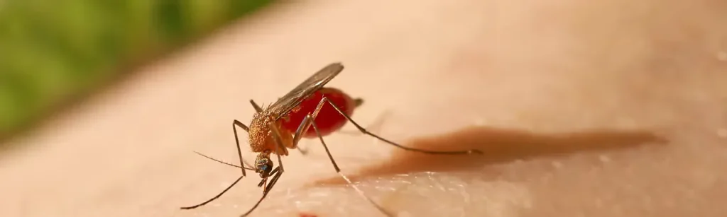 fiebre amarilla 11zon 30095df42c