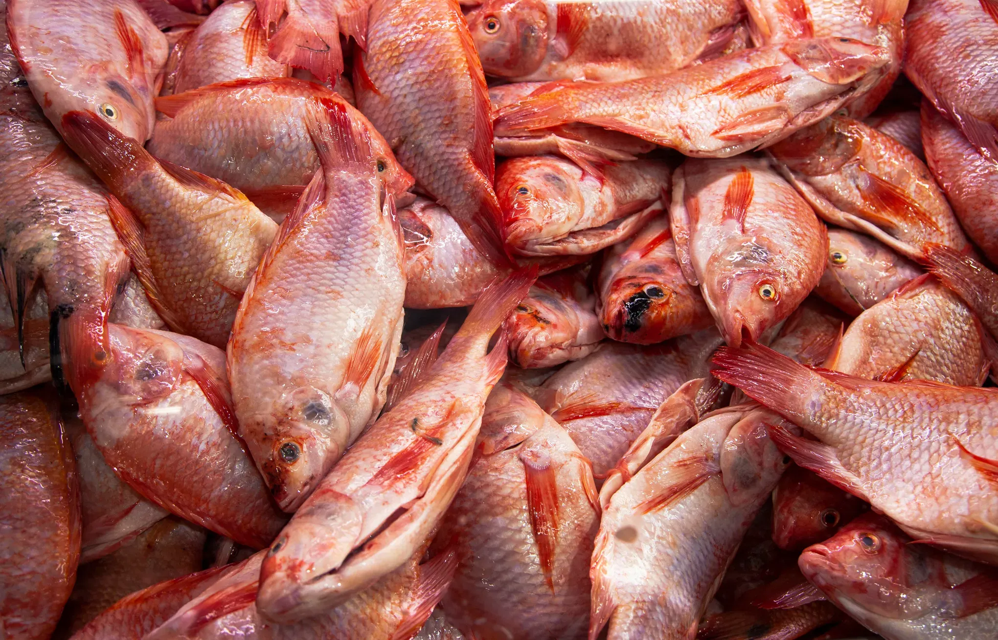 pescado semana santa compra 11zon ef9b679a0e